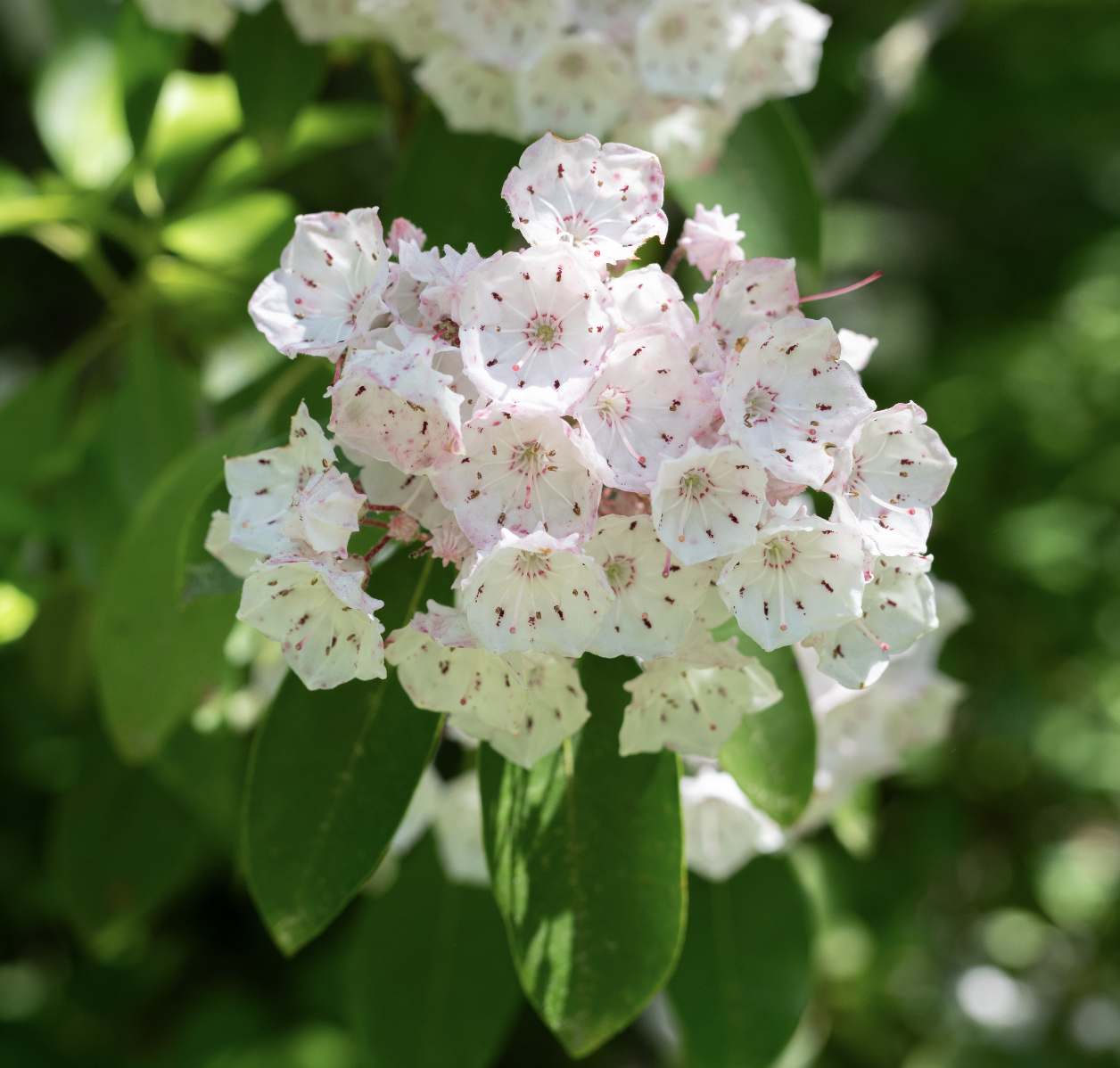 Mountain Laurel — Reflection Riding | Chattanooga nature center